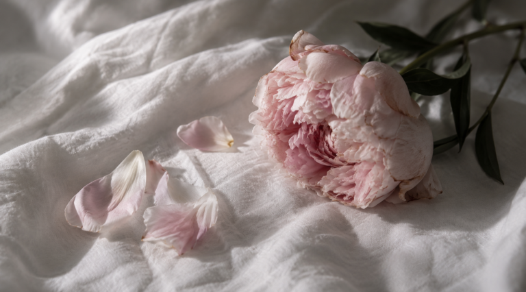 A pink peony and fallen petals resting on white linen, illustrating a guide to the causes of painful sex